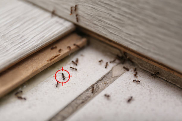 Best Local Pest Control Services  in Brownsville, KY