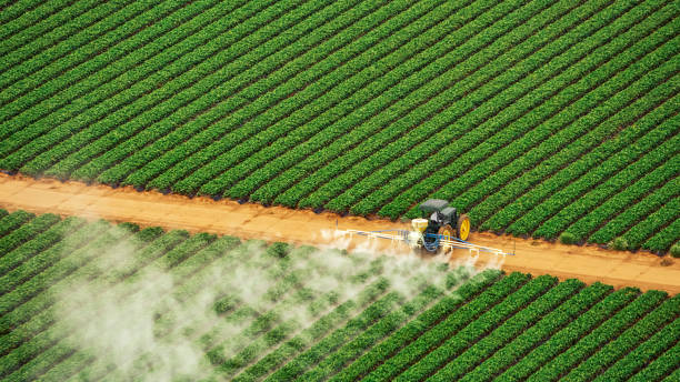 Best Mosquito Control Services  in Brownsville, KY