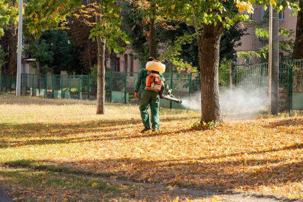 Best Flea Control Services  in Brownsville, KY